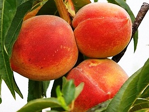 Broskyňa - 'Burbank July Elberta' (mandľa)