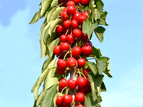 Čerešňa (stĺpovitá) - 'Campanilo' (Gisela 5)