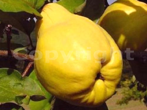 Dula - (Cydonia oblonga) - 'Portugal' (hr. planá)