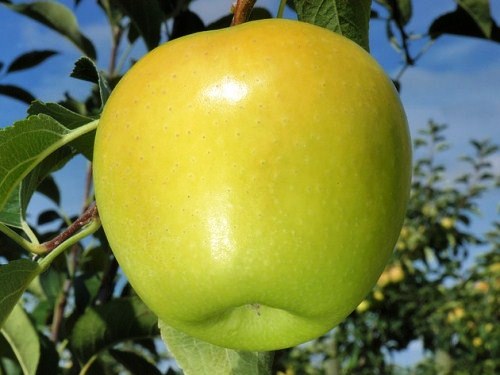 Jabloň (neskorá zimná) - 'Golden Delicious Reinders' (M26)
