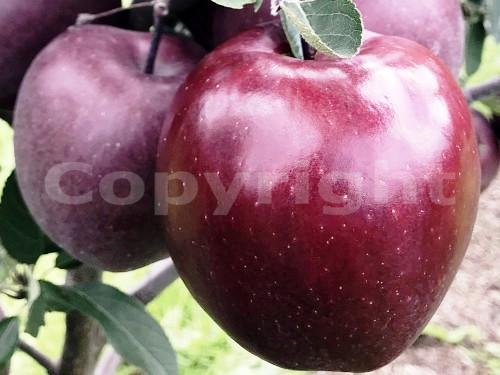 Jabloň (neskorá zimná) - 'King Roat Red Delicious' (M26)