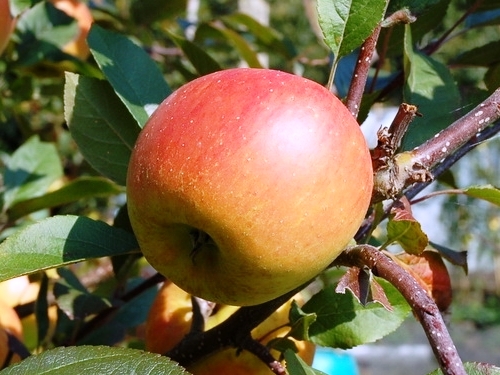 Jabloň (zimná) - 'Vanda' (M9)