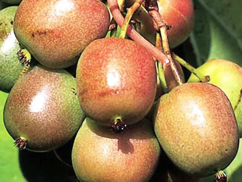 Kiwi - 'Genewa'