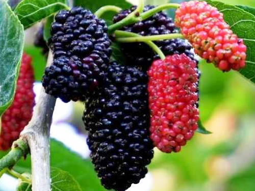 Moruša - čierna previslá (Morus nigra)