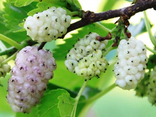 Moruša - biela (Morus alba)