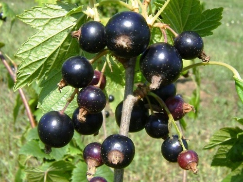Ríbezľa - 'Zuzka'