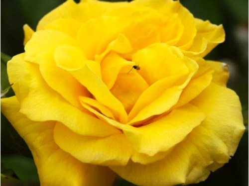 Ruža veľkokvetá - 'Golden Parfume'