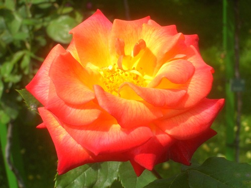 Ruža popínavá - 'Orange'