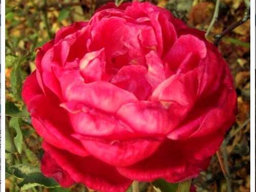Ruža veľkokvetá - 'Queen of Bermuda'