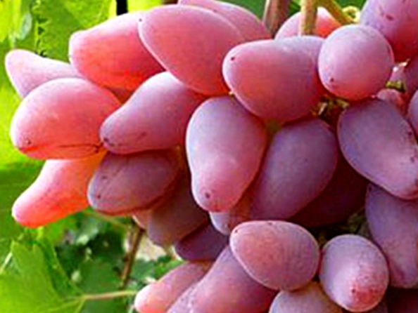 Vinič - 'Original belyj' (rezistent)