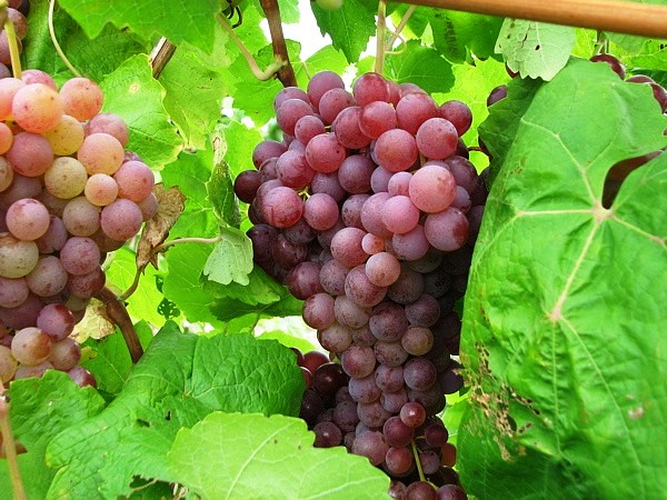 Vinič - 'Bronx Seedleess' (bezsemenný)