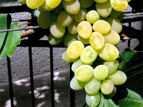 Vinič - 'Bulgar' (rezistent)