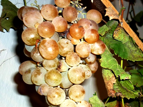 Vinič - 'Csiri Csuri'