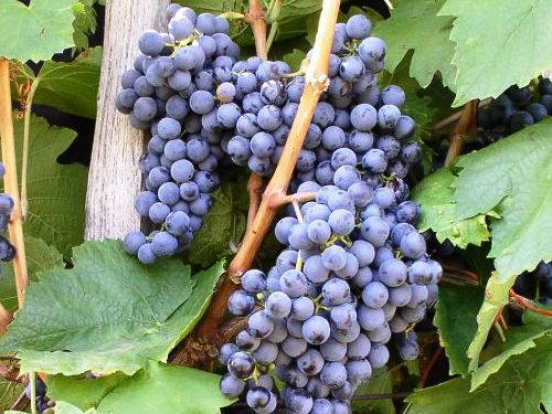 Vinič - 'Frankovka modrá'