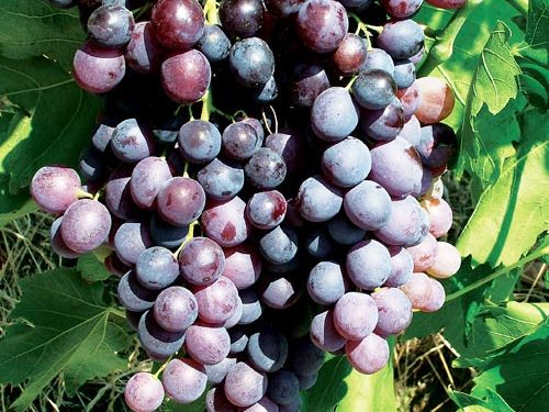 Vinič - 'Kišmiš Moldavský' (bezsemenný)