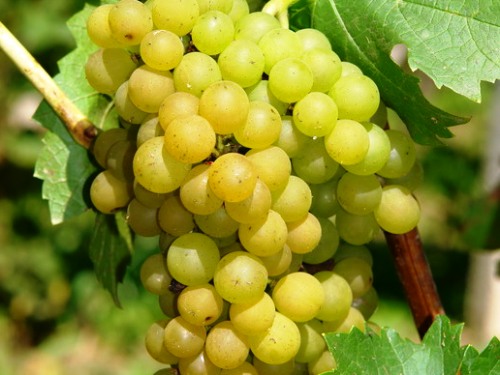 Vinič - 'Muskat Odeski' (rezistent)