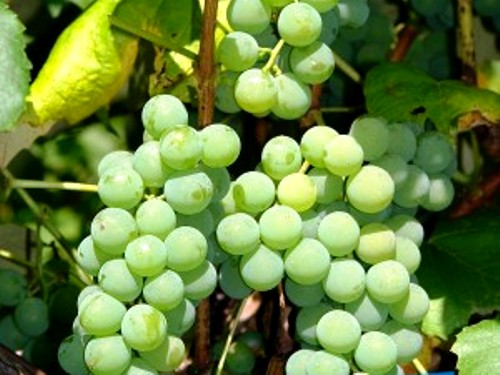 Vinič - 'Ontario' (rezistent)