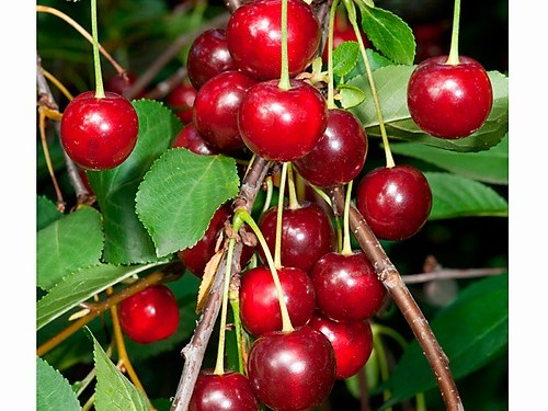Višňa - 'Griotella' (colt)